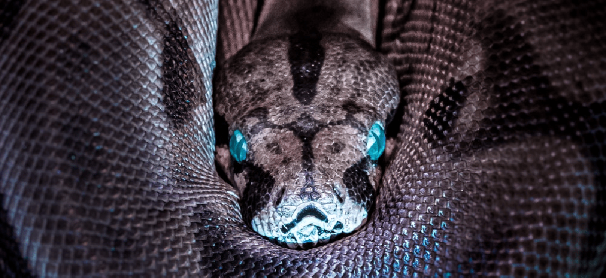 Python with blue eyes