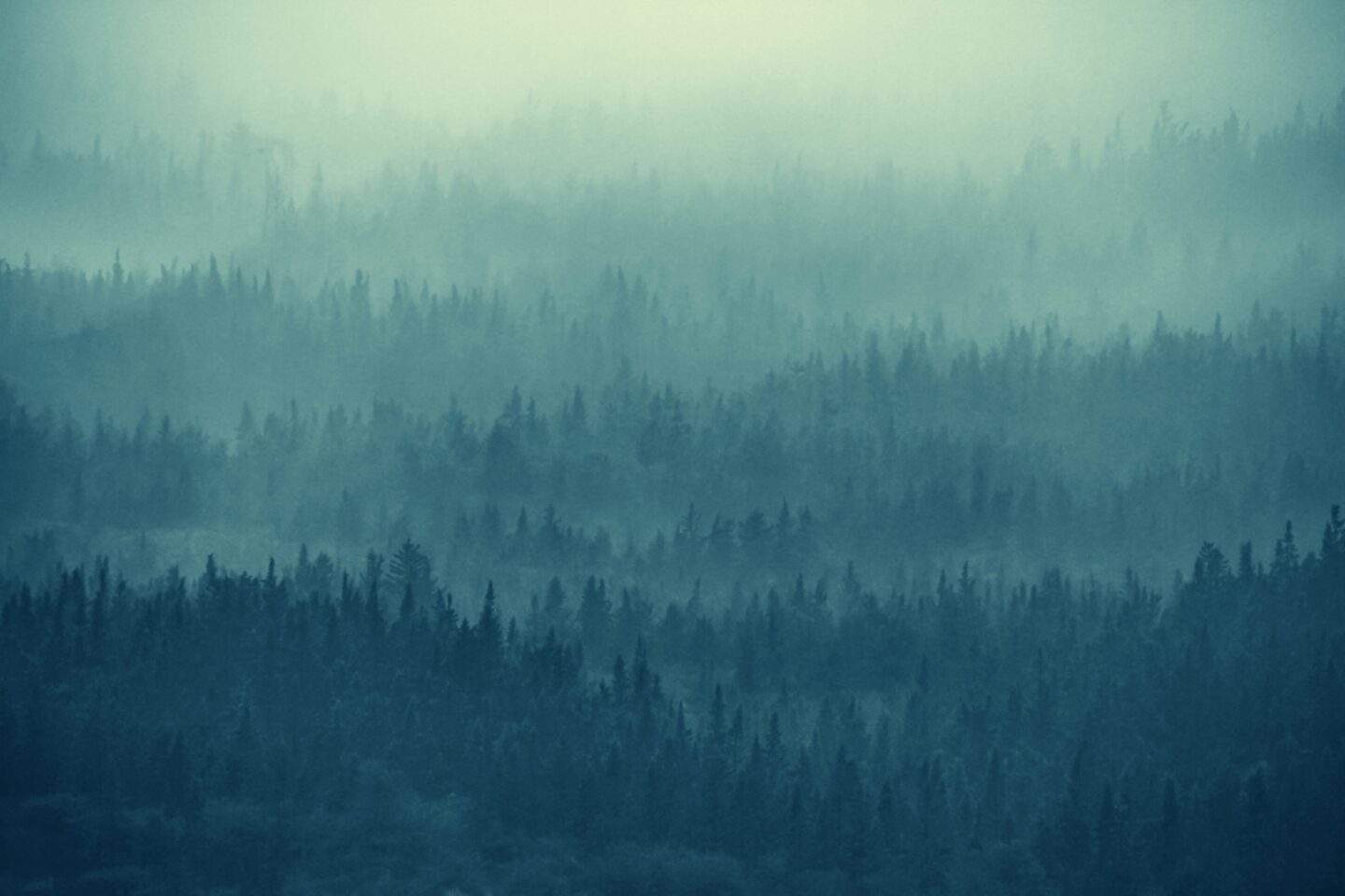 Fog-covered forest representing the hidden nature of AI-accelerated cyber threats and expanding digital attack surfaces