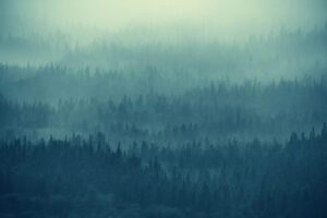 Fog-covered forest representing the hidden nature of AI-accelerated cyber threats and expanding digital attack surfaces