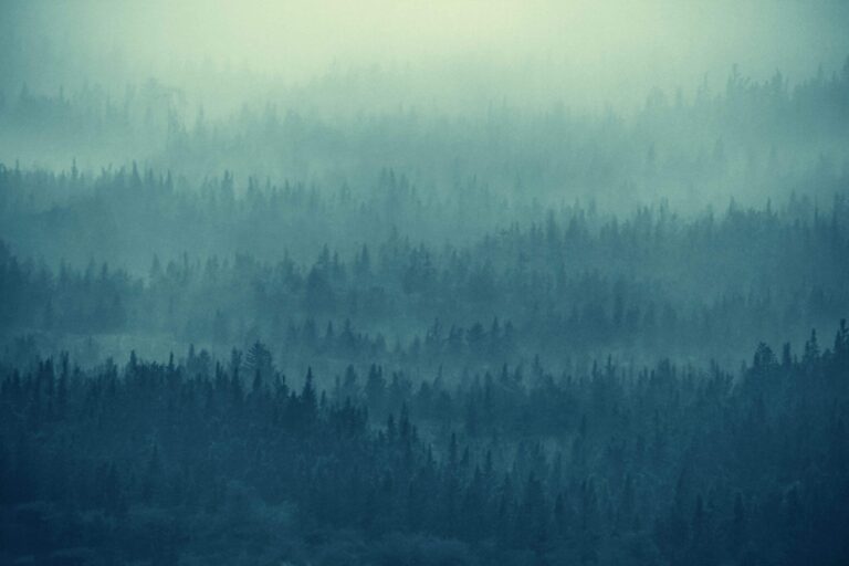 Fog-covered forest representing the hidden nature of AI-accelerated cyber threats and expanding digital attack surfaces