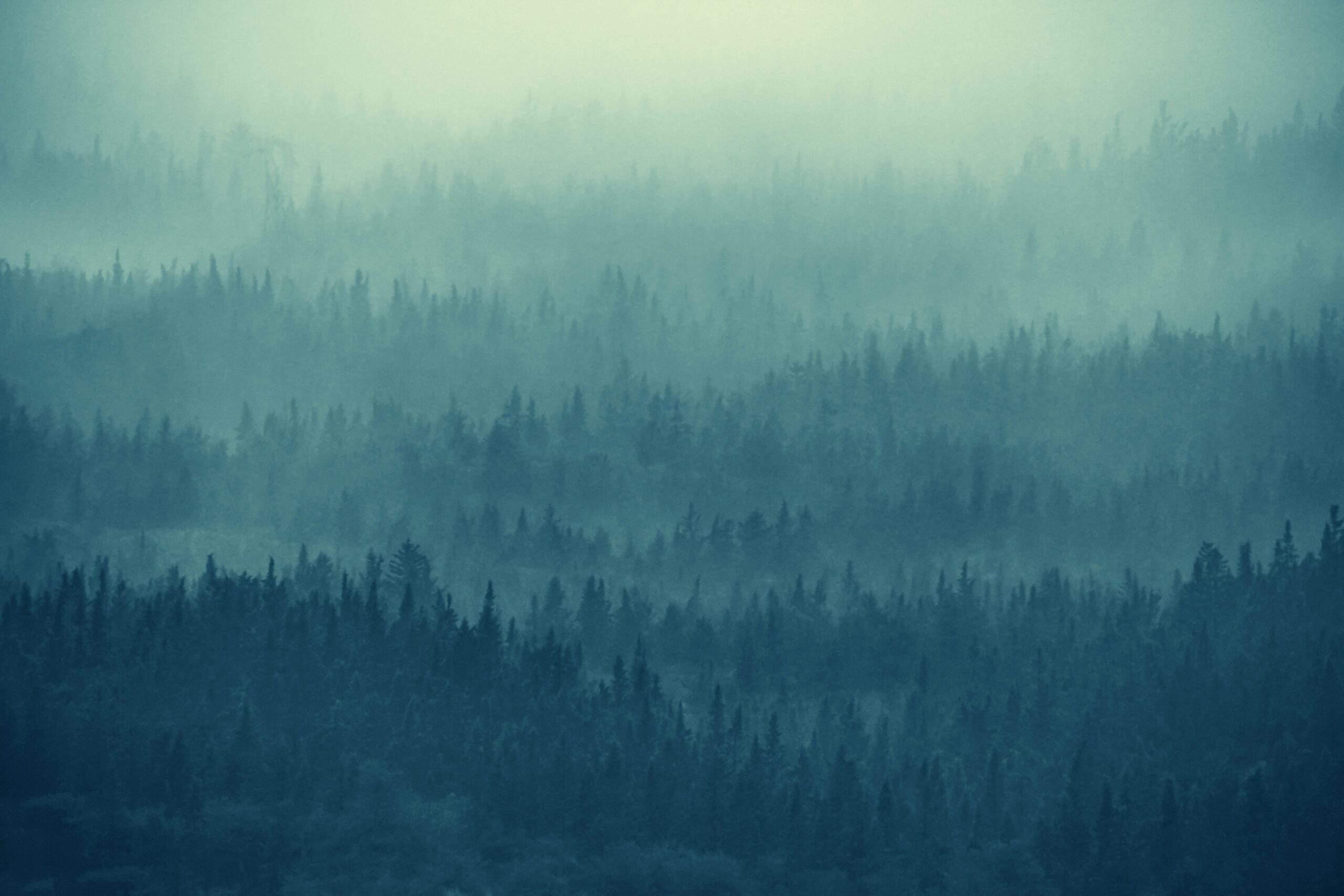 Fog-covered forest representing the hidden nature of AI-accelerated cyber threats and expanding digital attack surfaces