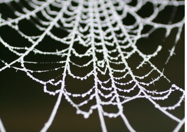 Bug bounty entangled in web